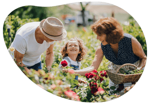 man, woman and girl picking roses and smiling